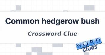 Common hedgerow bush Crossword Clue